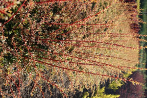 Picture of Berberis